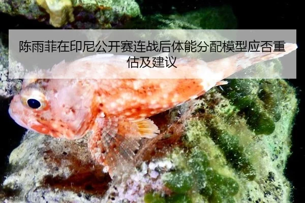 chen-yu-fei-zai-yin-ni-gong-kai-sai-lian-zhan-hou-ti-neng-fen-pei-mo-xing-ying-fou-zhong-gu-ji-jian-yi-2-955.jpg